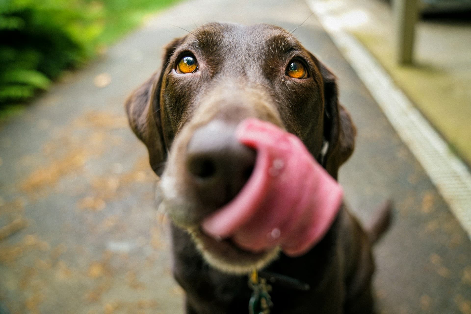 Nutrition 101: Designing the Perfect Diet Plan for Your Dog's Needs