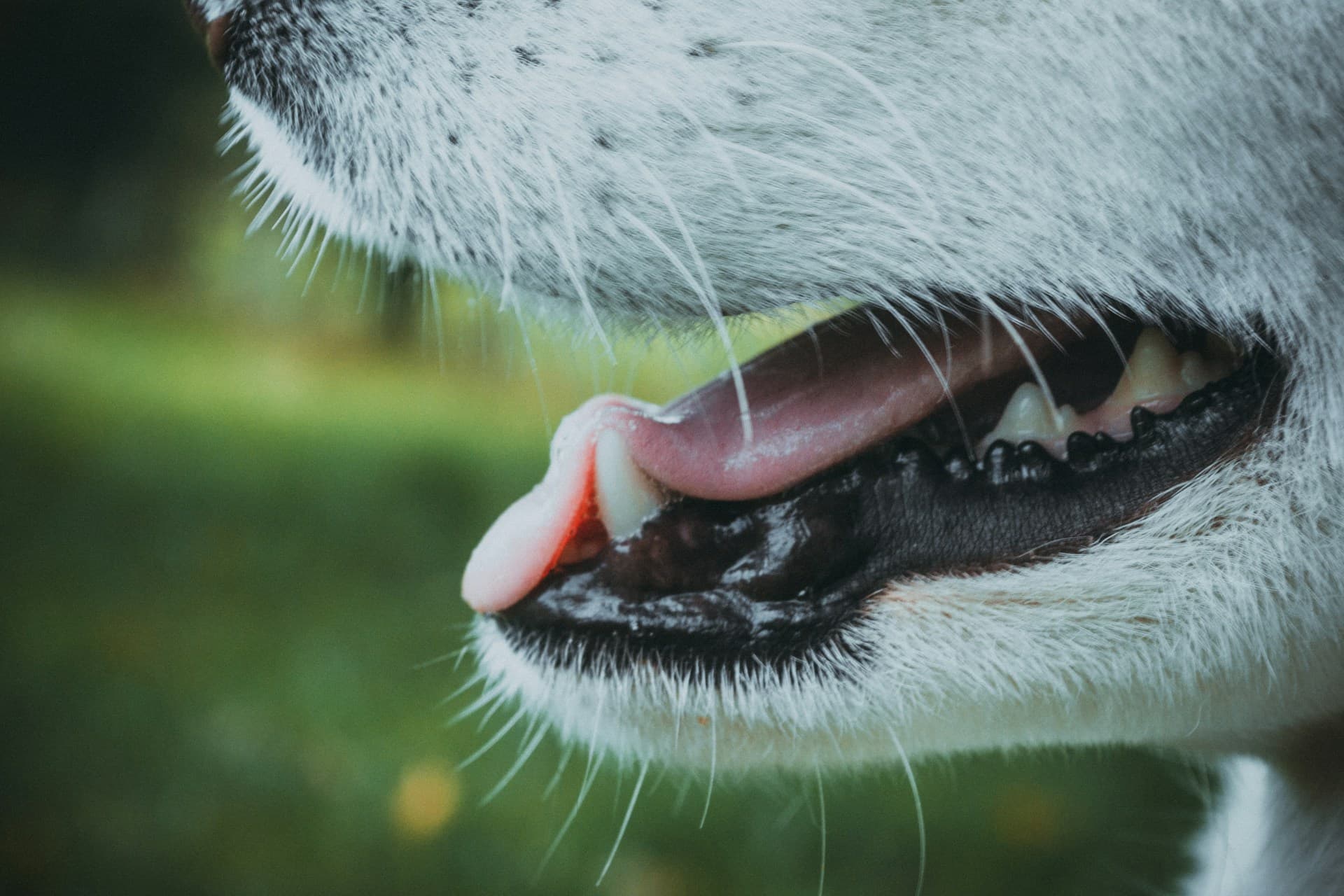 Canine Dental Disease 2