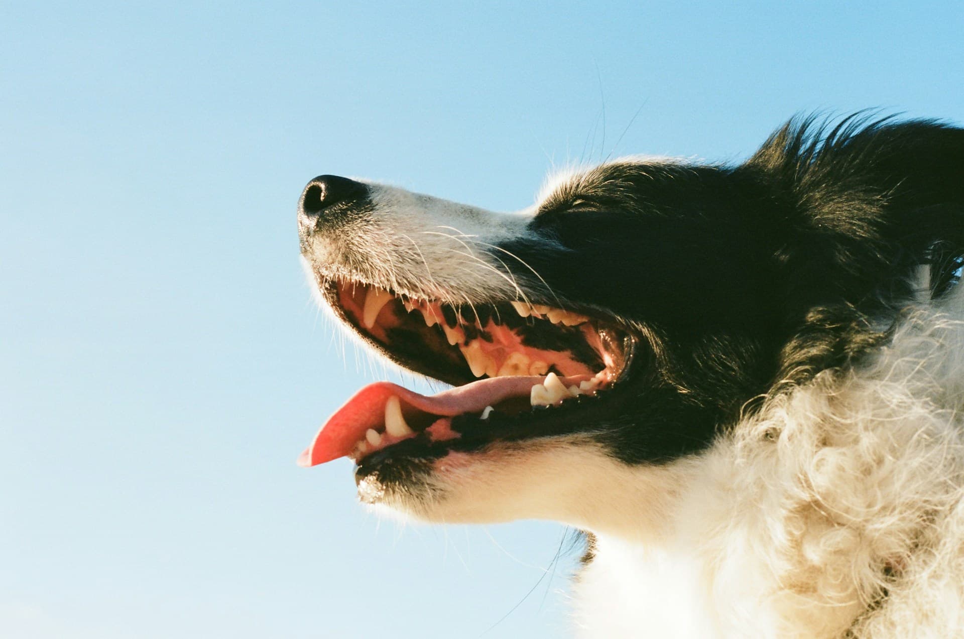 How to Prevent Canine Dental Disease