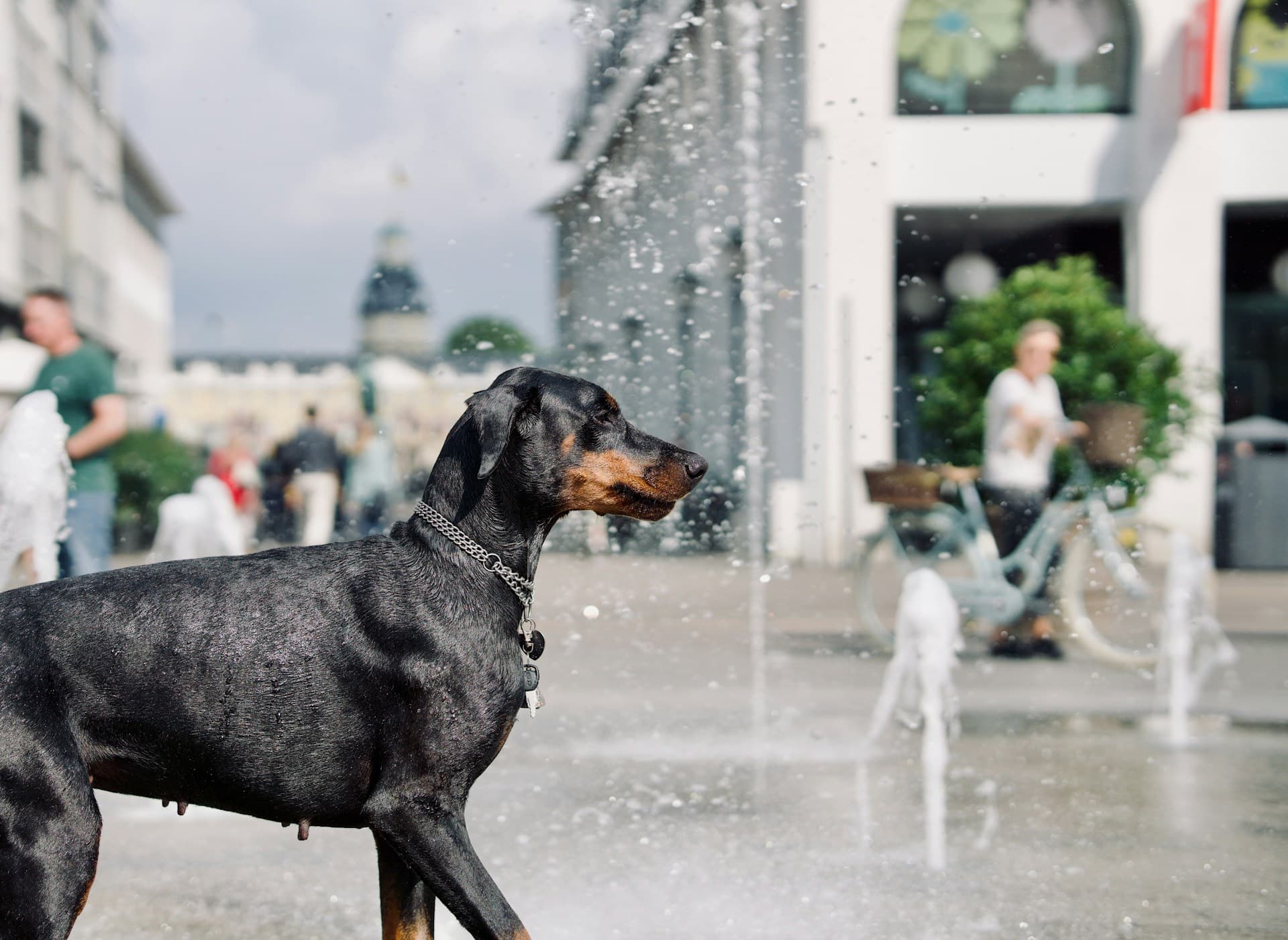 Most Dog-Friendly European Cities for Your Next Vacation - Zurich