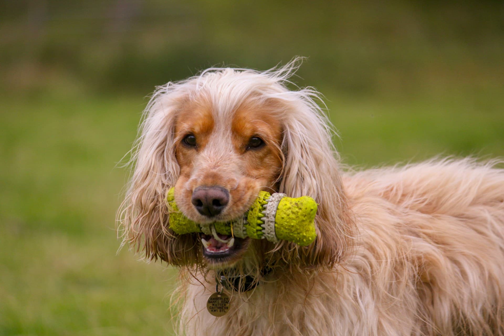 The Top 5 Interactive Dog Toys Your Pup Needs