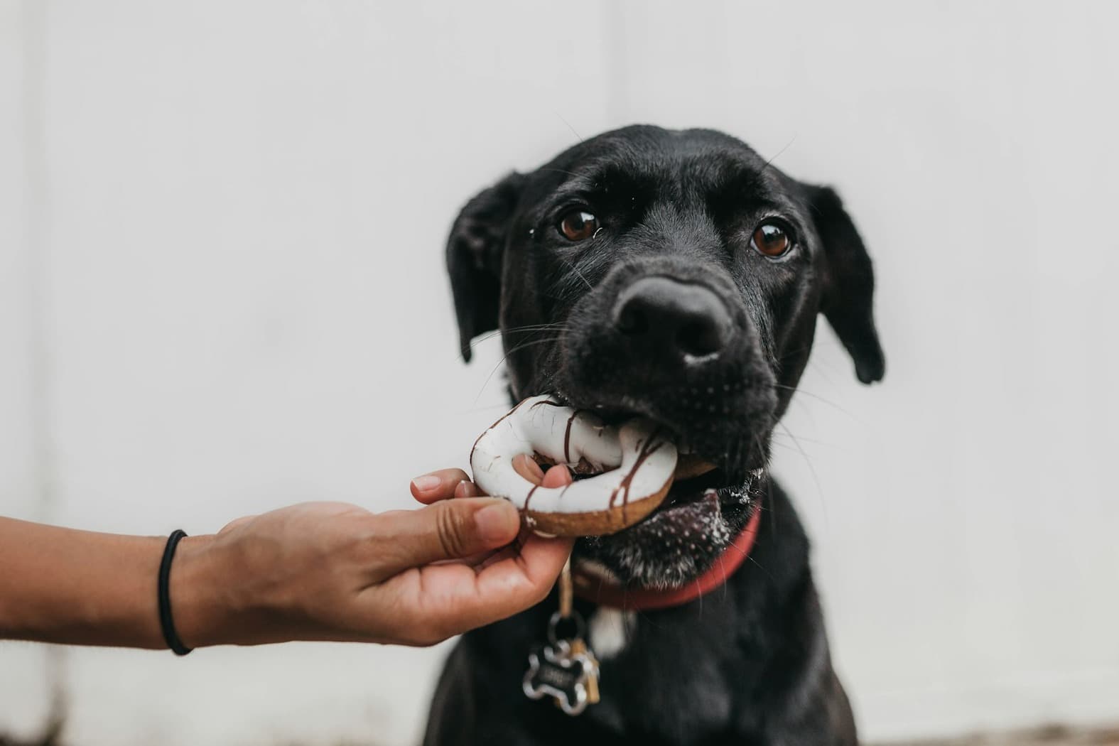 Dog Nutrition Guide 4