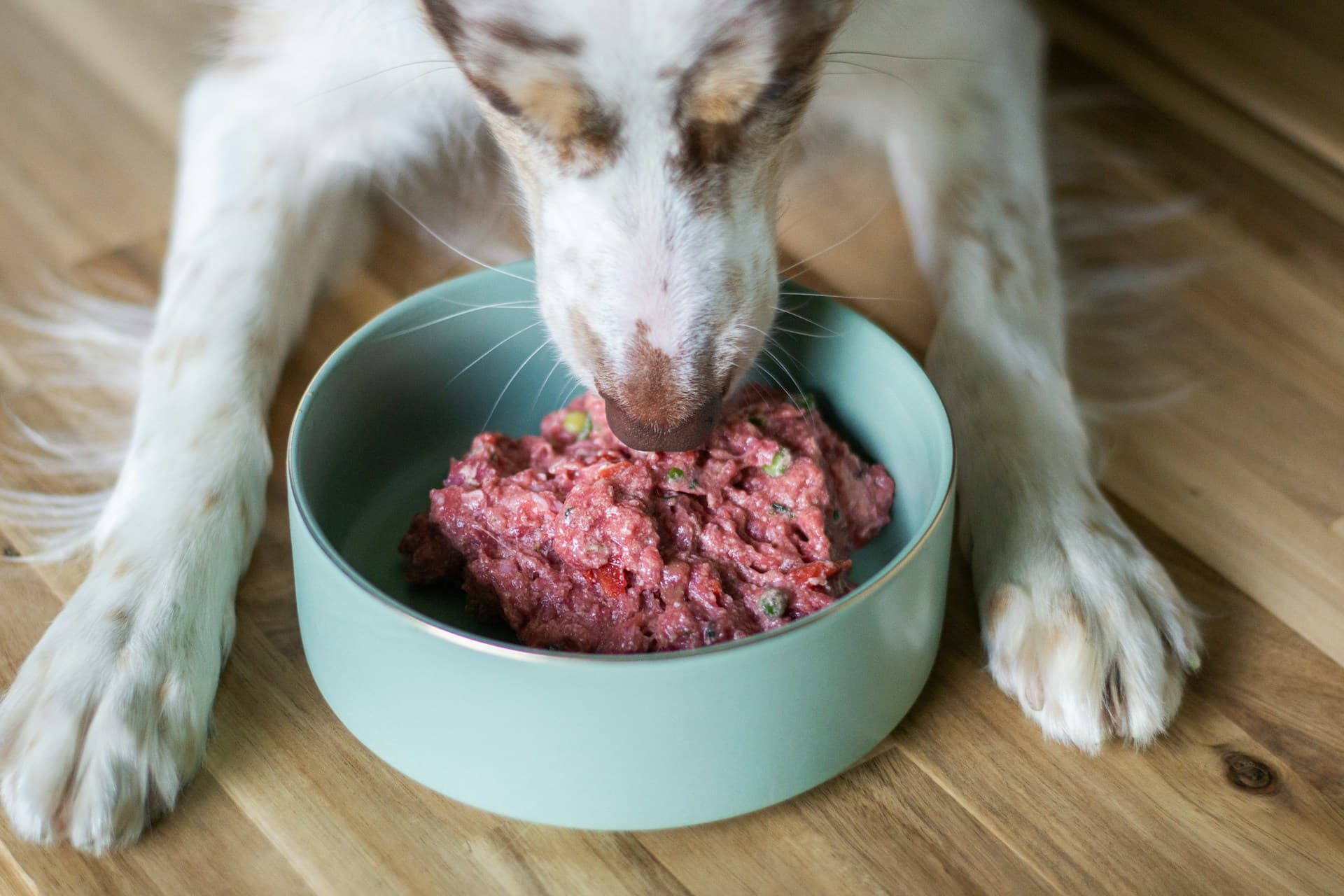Dog Nutrition Guide 2